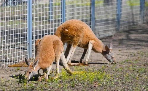动物最新爆料,揭秘神秘生物生活习性  第3张