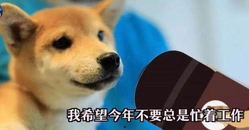 一个狗狗最新爆料视频在线观看,揭秘宠物界的秘密生活  第2张